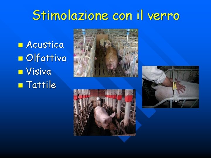 Stimolazione con il verro Acustica n Olfattiva n Visiva n Tattile n 