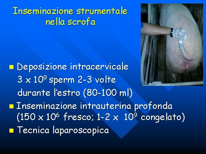 Inseminazione strumentale nella scrofa Deposizione intracervicale 3 x 109 sperm 2 -3 volte durante