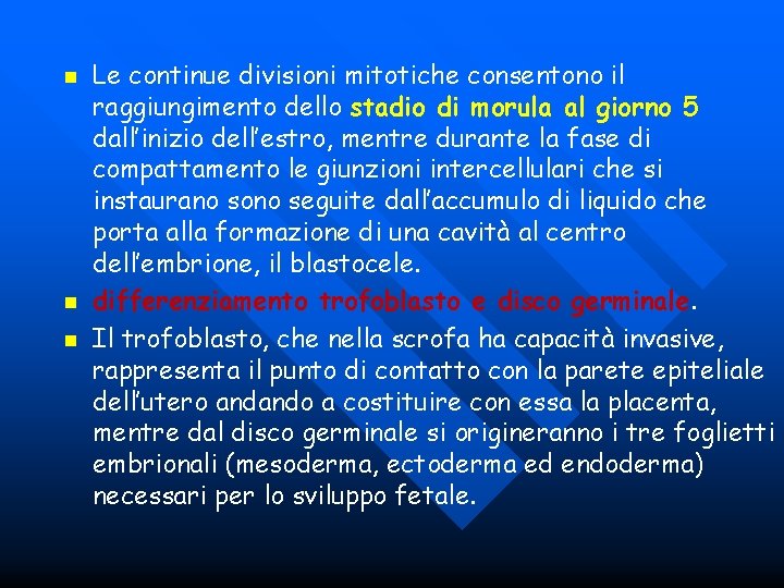 n n n Le continue divisioni mitotiche consentono il raggiungimento dello stadio di morula