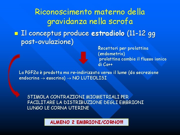Riconoscimento materno della gravidanza nella scrofa n Il conceptus produce estradiolo (11 -12 gg