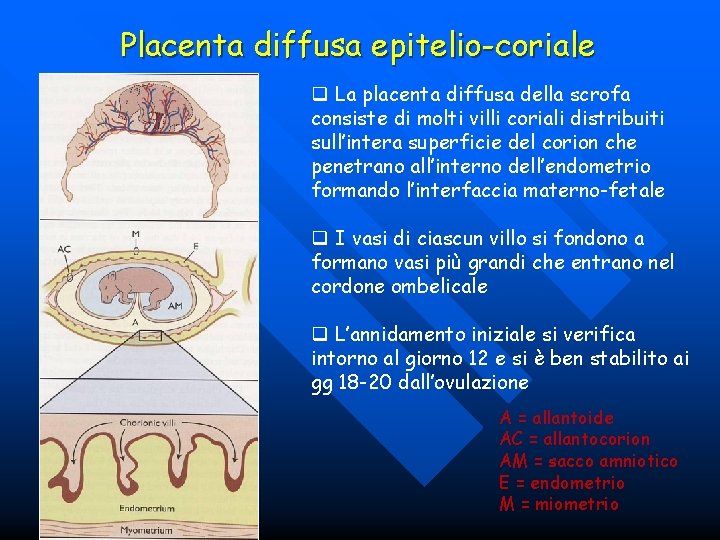 Placenta diffusa epitelio-coriale q La placenta diffusa della scrofa consiste di molti villi coriali