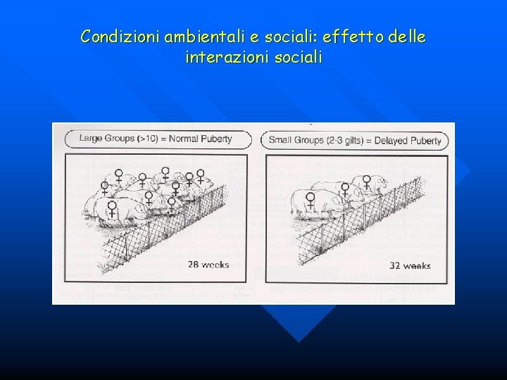 Condizioni ambientali e sociali: effetto delle interazioni sociali 