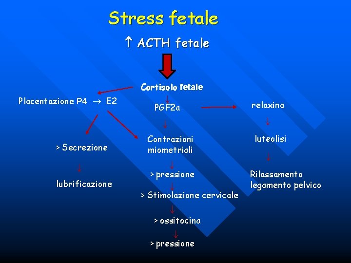 Stress fetale ACTH fetale Placentazione P 4 E 2 Cortisolo fetale PGF 2 a