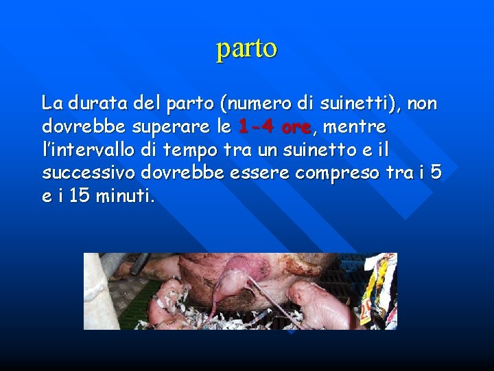 parto La durata del parto (numero di suinetti), non dovrebbe superare le 1 -4