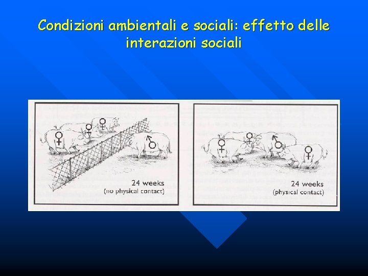 Condizioni ambientali e sociali: effetto delle interazioni sociali 