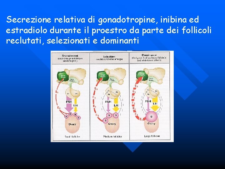 Secrezione relativa di gonadotropine, inibina ed estradiolo durante il proestro da parte dei follicoli
