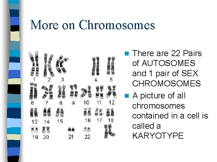 More on Chromosomes There are 22 Pairs of AUTOSOMES and 1 pair of SEX