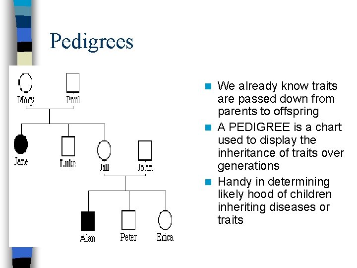 Pedigrees We already know traits are passed down from parents to offspring n A