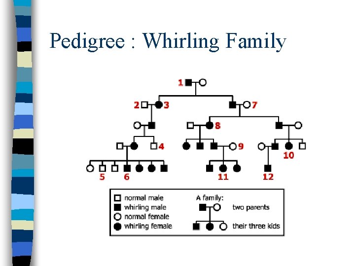 Pedigree : Whirling Family 