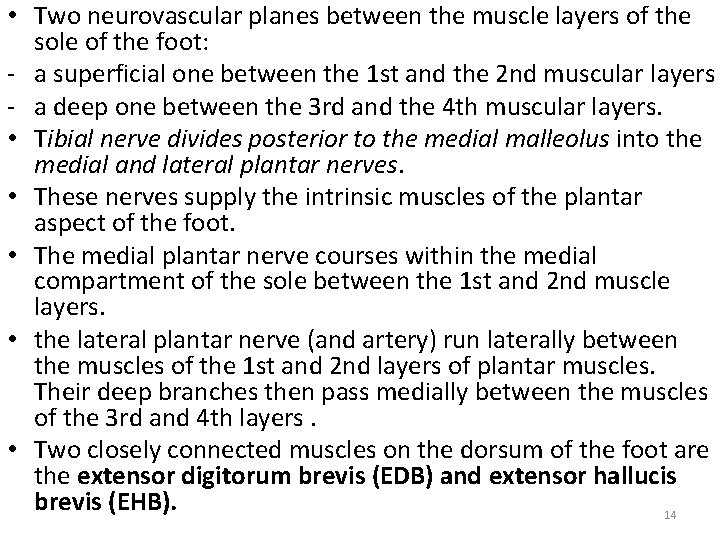  • Two neurovascular planes between the muscle layers of the sole of the