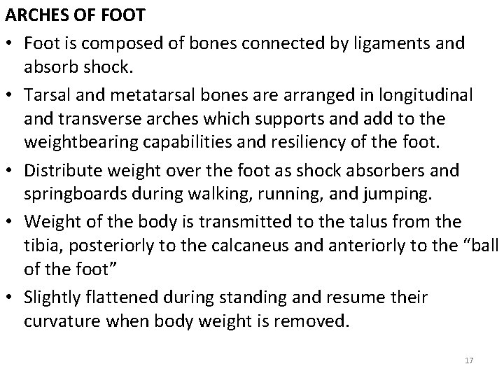 ARCHES OF FOOT • Foot is composed of bones connected by ligaments and absorb