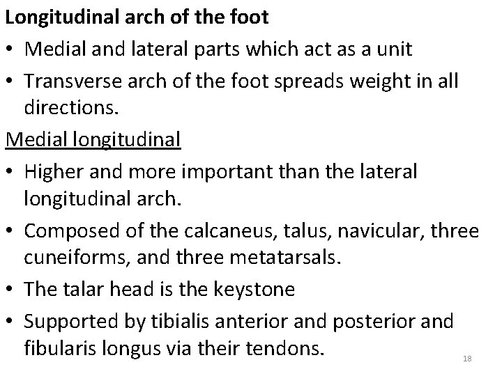 Longitudinal arch of the foot • Medial and lateral parts which act as a