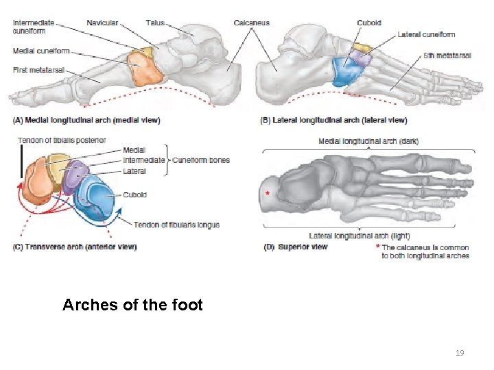 Arches of the foot 19 