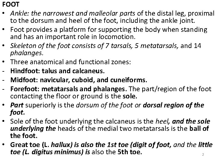 FOOT • Ankle: the narrowest and malleolar parts of the distal leg, proximal to