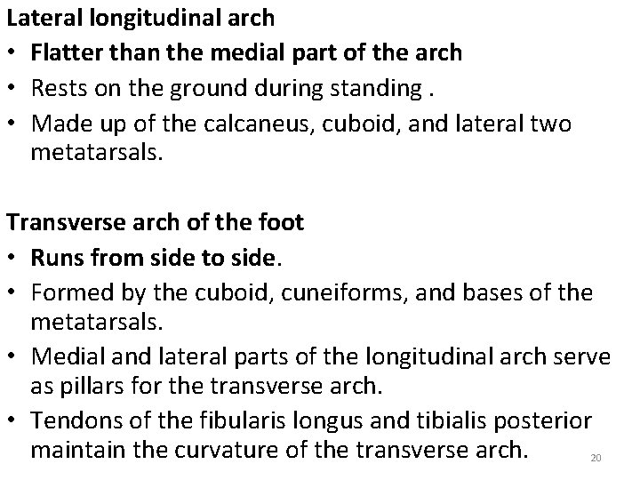 Lateral longitudinal arch • Flatter than the medial part of the arch • Rests