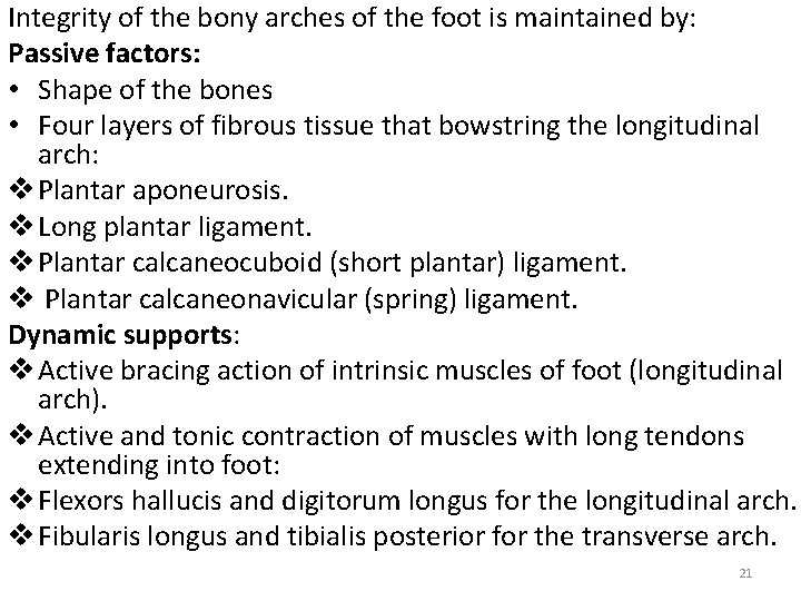 Integrity of the bony arches of the foot is maintained by: Passive factors: •