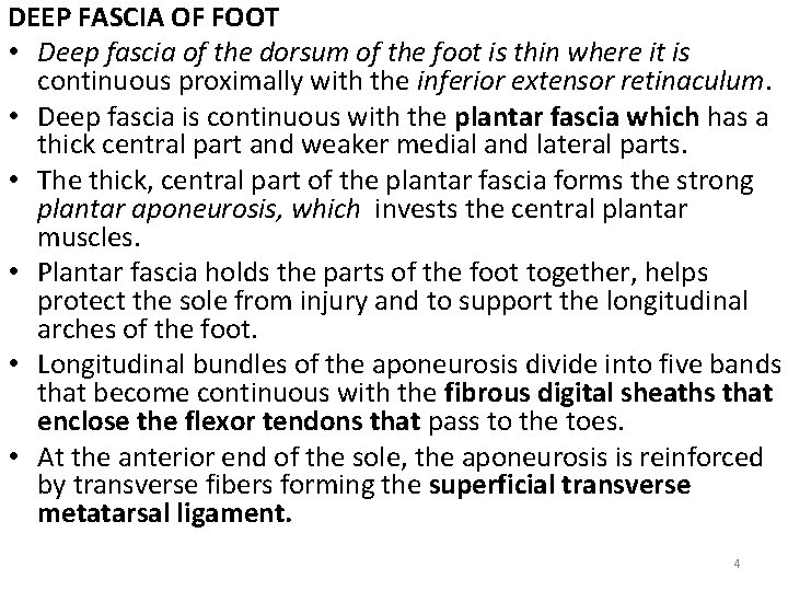 DEEP FASCIA OF FOOT • Deep fascia of the dorsum of the foot is