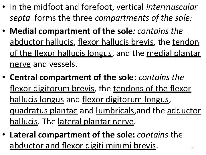 • In the midfoot and forefoot, vertical intermuscular septa forms the three compartments