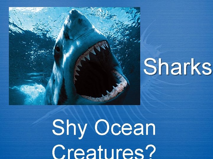 Sharks Shy Ocean 