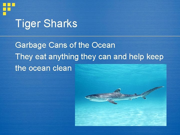 Tiger Sharks Garbage Cans of the Ocean They eat anything they can and help
