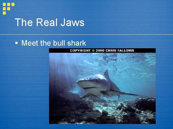 The Real Jaws § Meet the bull shark 