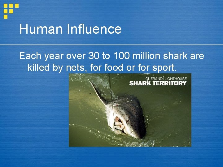 Human Influence Each year over 30 to 100 million shark are killed by nets,