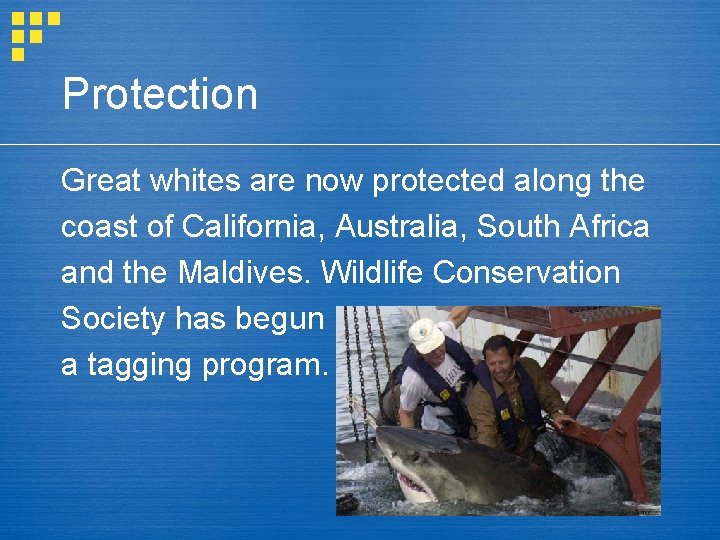 Protection Great whites are now protected along the coast of California, Australia, South Africa