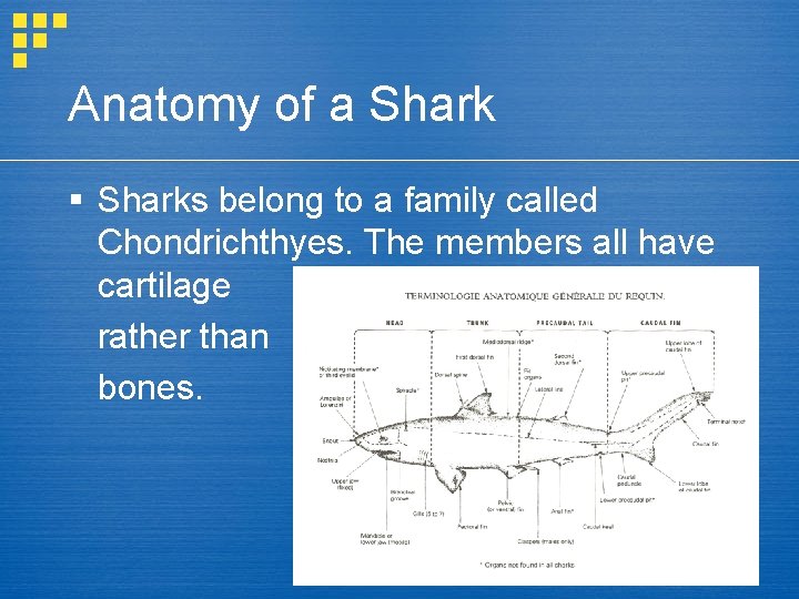Anatomy of a Shark § Sharks belong to a family called Chondrichthyes. The members