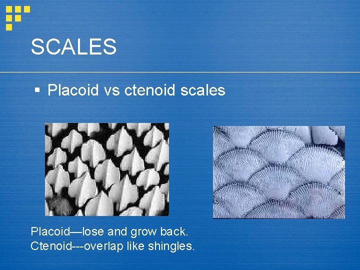 SCALES § Placoid vs ctenoid scales Placoid—lose and grow back. Ctenoid---overlap like shingles. 