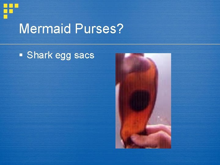 Mermaid Purses? § Shark egg sacs 