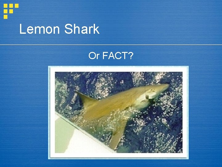 Lemon Shark Or FACT? 