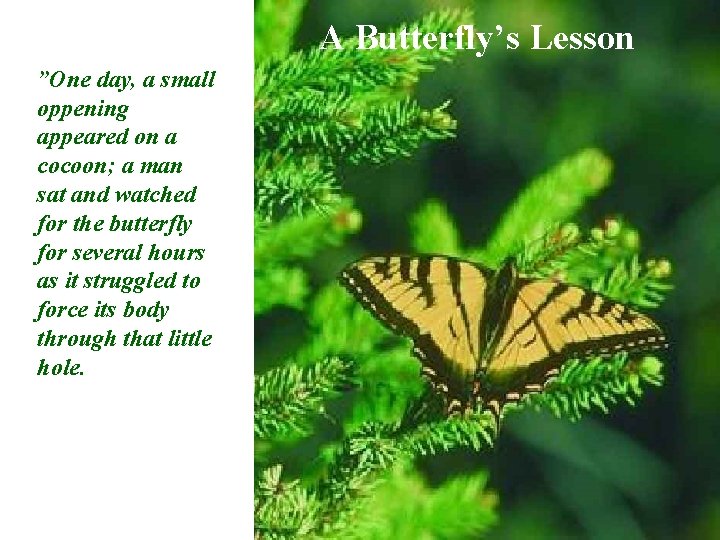 A Butterfly’s Lesson ”One day, a small oppening appeared on a cocoon; a man