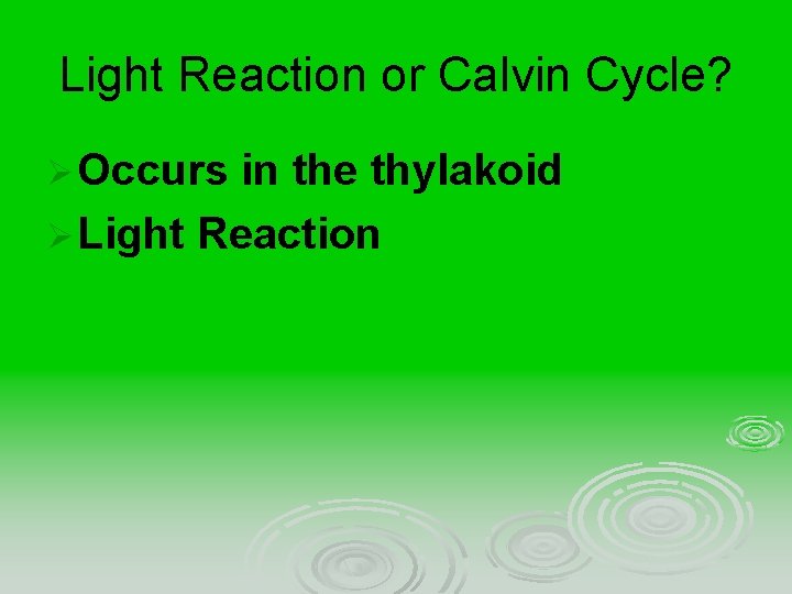Light Reaction or Calvin Cycle? Ø Occurs in the thylakoid Ø Light Reaction 