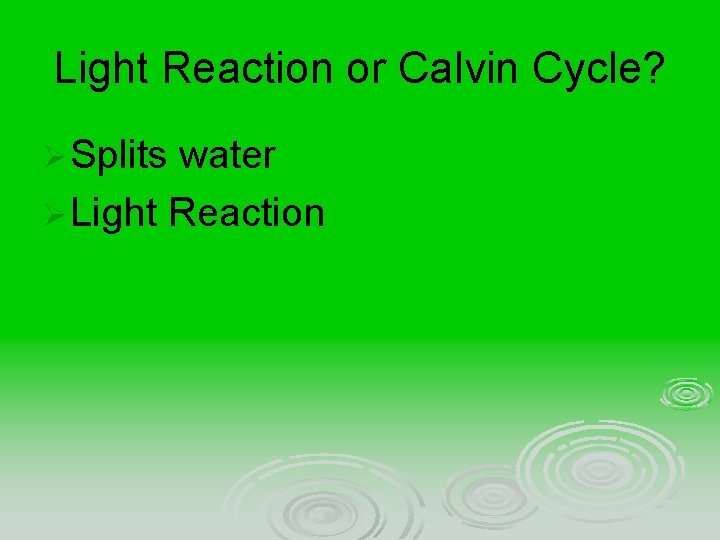 Light Reaction or Calvin Cycle? Ø Splits water Ø Light Reaction 