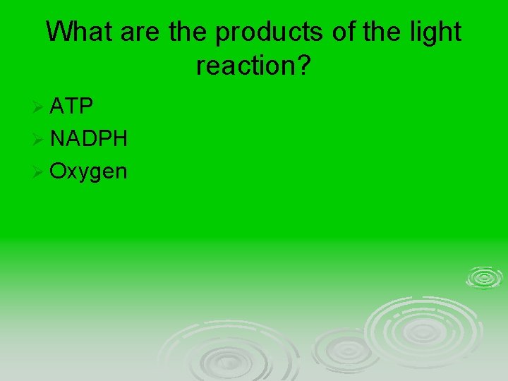 What are the products of the light reaction? Ø ATP Ø NADPH Ø Oxygen