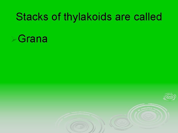 Stacks of thylakoids are called ØGrana 