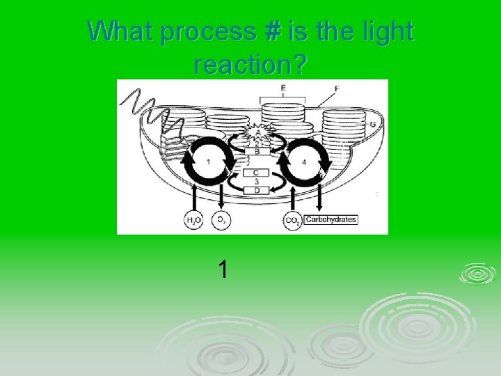 What process # is the light reaction? 1 