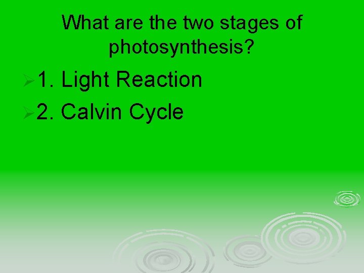 What are the two stages of photosynthesis? Ø 1. Light Reaction Ø 2. Calvin
