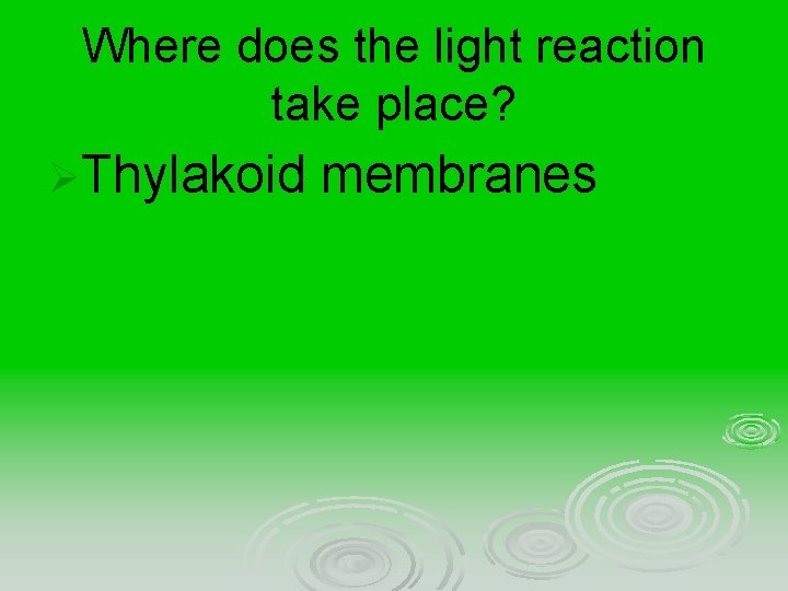 Where does the light reaction take place? ØThylakoid membranes 