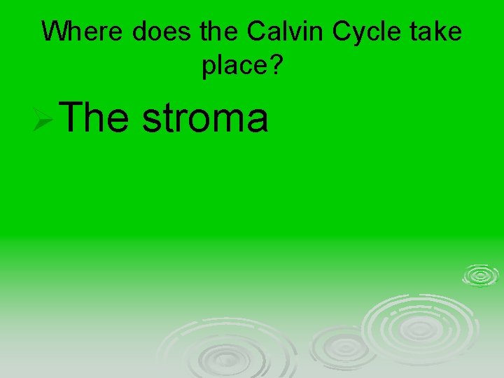 Where does the Calvin Cycle take place? ØThe stroma 
