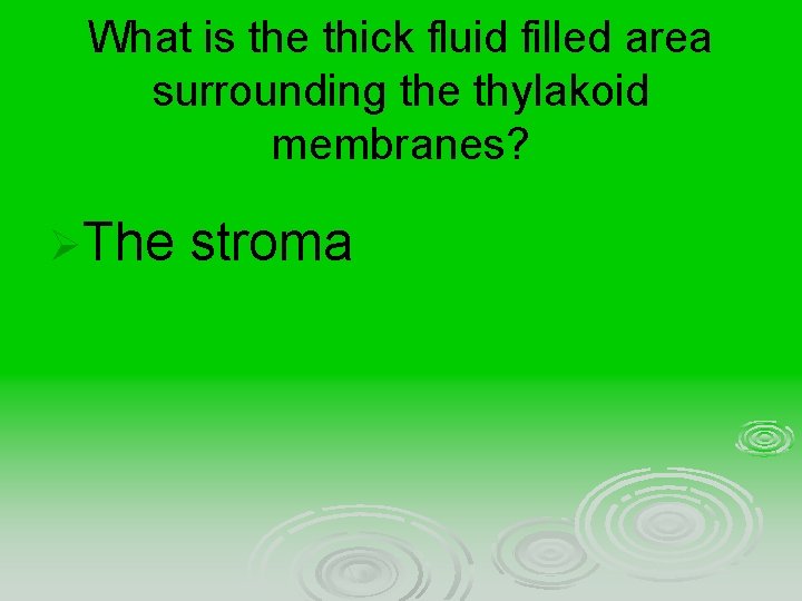 What is the thick fluid filled area surrounding the thylakoid membranes? ØThe stroma 