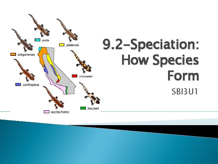 9. 2 -Speciation: How Species Form SBI 3 U 1 