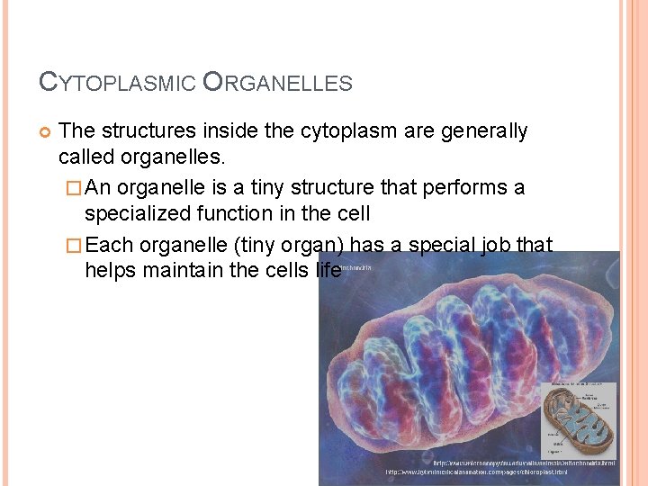 CYTOPLASMIC ORGANELLES The structures inside the cytoplasm are generally called organelles. � An organelle