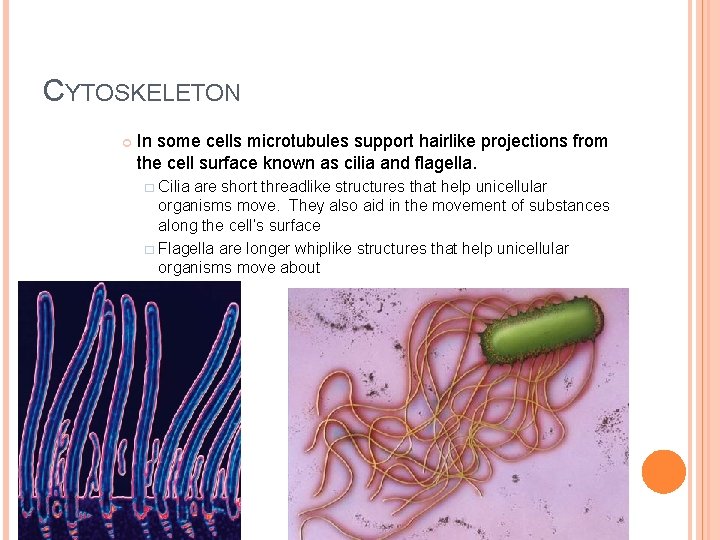 CYTOSKELETON In some cells microtubules support hairlike projections from the cell surface known as