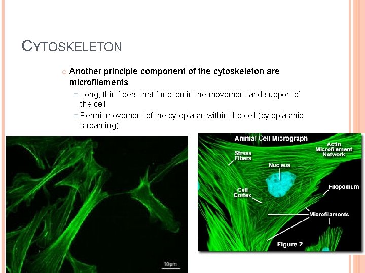CYTOSKELETON Another principle component of the cytoskeleton are microfilaments � Long, thin fibers that