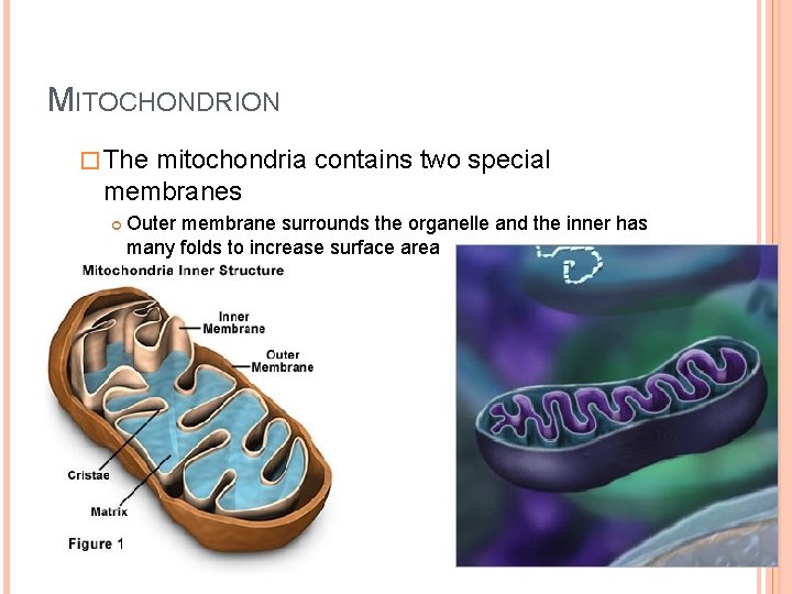 MITOCHONDRION � The mitochondria contains two special membranes Outer membrane surrounds the organelle and