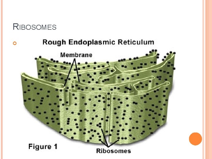 RIBOSOMES 