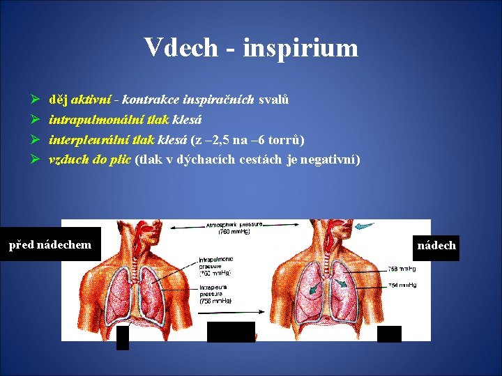 Vdech - inspirium Ø Ø děj aktivní - kontrakce inspiračních svalů intrapulmonální tlak klesá
