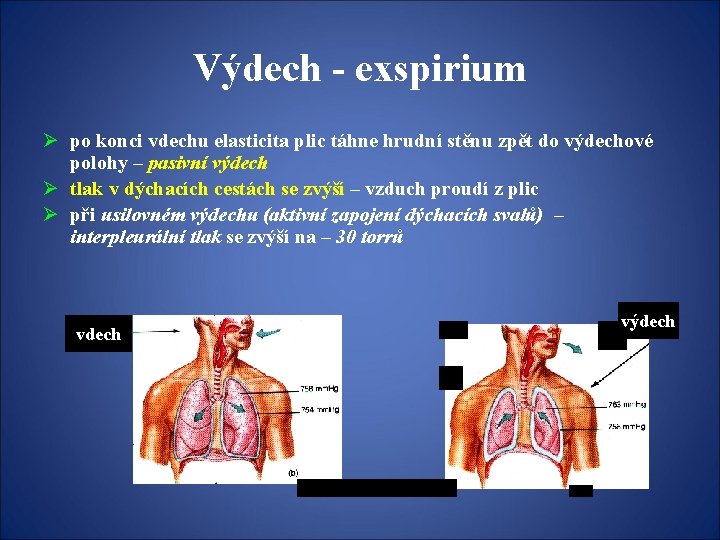 Výdech - exspirium Ø po konci vdechu elasticita plic táhne hrudní stěnu zpět do