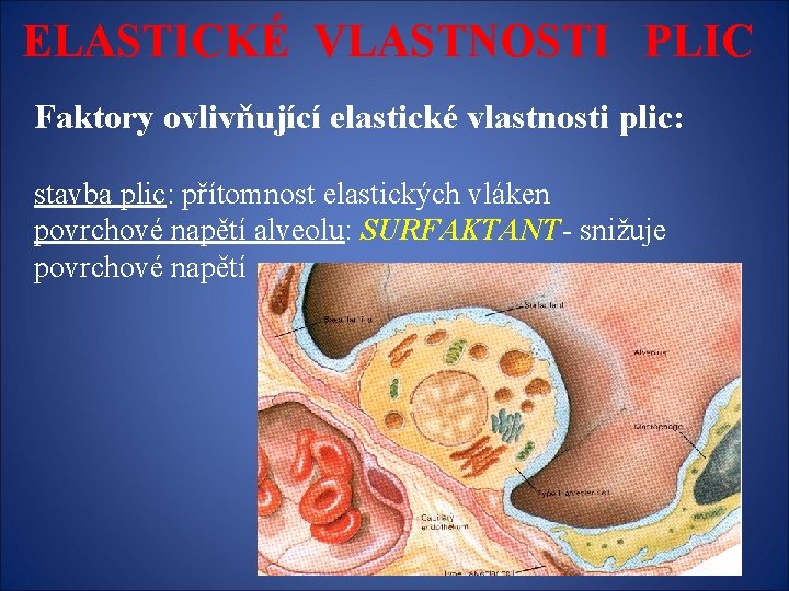 ELASTICKÉ VLASTNOSTI PLIC Faktory ovlivňující elastické vlastnosti plic: stavba plic: přítomnost elastických vláken povrchové